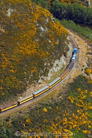 Bloom;carriage;carriages;common-gorse;country;countryside;Dunedin;excursion;furze;gorse;gorse-flower;gorse-flowers;Gorse-in-Flower;heritage;Hindon;invasive-plant-species;N.Z.;New-Zealand;noxious-plant;noxious-plants;noxious-weed;noxious-weeds;NZ;old;Otago;Passenger-Train;Passenger-Trains;rail;railroad;railroads;rails;railway;railways;rural;S.I.;season;seasonal;seasons;SI;South-Is;South-Is.;South-Island;spring;springtime;Sth-Is;Taieri;Taieri-Gorge;Taieri-Gorge-Excursion-Train;Taieri-Gorge-Train;tourism;train;trains;transport;transportation;travel;Ulex-europaeus;weed;weeds;whin;yellow;yellow-flower;yellow-flowers