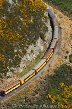 Bloom;carriage;carriages;common-gorse;country;countryside;Dunedin;excursion;furze;gorse;gorse-flower;gorse-flowers;Gorse-in-Flower;heritage;Hindon;invasive-plant-species;N.Z.;New-Zealand;noxious-plant;noxious-plants;noxious-weed;noxious-weeds;NZ;old;Otago;Passenger-Train;Passenger-Trains;rail;railroad;railroads;rails;railway;railways;rural;S.I.;season;seasonal;seasons;SI;South-Is;South-Is.;South-Island;spring;springtime;Sth-Is;Taieri;Taieri-Gorge;Taieri-Gorge-Excursion-Train;Taieri-Gorge-Train;tourism;train;trains;transport;transportation;travel;Ulex-europaeus;weed;weeds;whin;yellow;yellow-flower;yellow-flowers