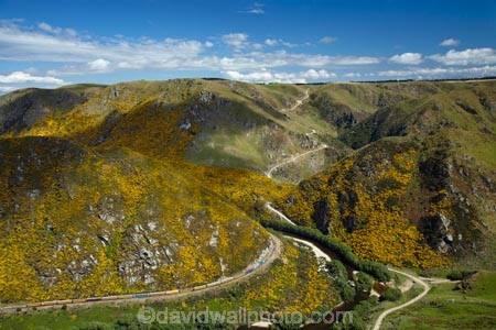 Bloom;carriage;carriages;common-gorse;country;countryside;Dunedin;excursion;furze;gorse;gorse-flower;gorse-flowers;Gorse-in-Flower;heritage;Hindon;invasive-plant-species;N.Z.;New-Zealand;noxious-plant;noxious-plants;noxious-weed;noxious-weeds;NZ;old;Otago;Passenger-Train;Passenger-Trains;rail;railroad;railroads;rails;railway;railways;river;rivers;rural;S.I.;season;seasonal;seasons;SI;South-Is;South-Is.;South-Island;spring;spring-time;spring_time;springtime;Sth-Is;Taieri;Taieri-Gorge;Taieri-Gorge-Excursion-Train;Taieri-Gorge-Train;Taieri-River;tourism;train;trains;transport;transportation;travel;Ulex-europaeus;weed;weeds;whin;yellow;yellow-flower;yellow-flowers