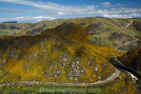 Bloom;carriage;carriages;common-gorse;country;countryside;Dunedin;excursion;furze;gorse;gorse-flower;gorse-flowers;Gorse-in-Flower;heritage;Hindon;invasive-plant-species;N.Z.;New-Zealand;noxious-plant;noxious-plants;noxious-weed;noxious-weeds;NZ;old;Otago;Passenger-Train;Passenger-Trains;rail;railroad;railroads;rails;railway;railways;river;rivers;rural;S.I.;season;seasonal;seasons;SI;South-Is;South-Is.;South-Island;spring;spring-time;spring_time;springtime;Sth-Is;Taieri;Taieri-Gorge;Taieri-Gorge-Excursion-Train;Taieri-Gorge-Train;Taieri-River;tourism;train;trains;transport;transportation;travel;Ulex-europaeus;weed;weeds;whin;yellow;yellow-flower;yellow-flowers