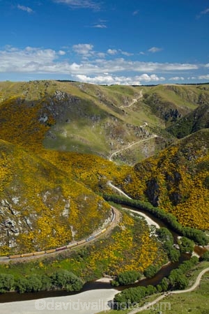 Bloom;carriage;carriages;common-gorse;country;countryside;Dunedin;excursion;furze;gorse;gorse-flower;gorse-flowers;Gorse-in-Flower;heritage;Hindon;invasive-plant-species;N.Z.;New-Zealand;noxious-plant;noxious-plants;noxious-weed;noxious-weeds;NZ;old;Otago;Passenger-Train;Passenger-Trains;rail;railroad;railroads;rails;railway;railways;river;rivers;rural;S.I.;season;seasonal;seasons;SI;South-Is;South-Is.;South-Island;spring;spring-time;spring_time;springtime;Sth-Is;Taieri;Taieri-Gorge;Taieri-Gorge-Excursion-Train;Taieri-Gorge-Train;Taieri-River;tourism;train;trains;transport;transportation;travel;Ulex-europaeus;weed;weeds;whin;yellow;yellow-flower;yellow-flowers