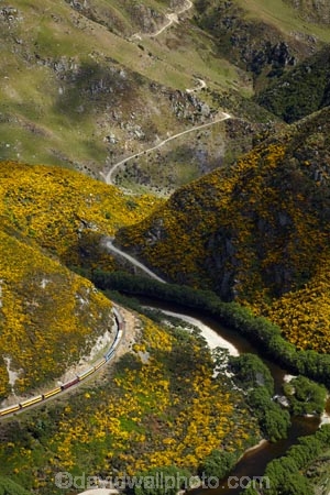 Bloom;carriage;carriages;common-gorse;country;countryside;Dunedin;excursion;furze;gorse;gorse-flower;gorse-flowers;Gorse-in-Flower;heritage;Hindon;invasive-plant-species;N.Z.;New-Zealand;noxious-plant;noxious-plants;noxious-weed;noxious-weeds;NZ;old;Otago;Passenger-Train;Passenger-Trains;rail;railroad;railroads;rails;railway;railways;river;rivers;rural;S.I.;season;seasonal;seasons;SI;South-Is;South-Is.;South-Island;spring;spring-time;spring_time;springtime;Sth-Is;Taieri;Taieri-Gorge;Taieri-Gorge-Excursion-Train;Taieri-Gorge-Train;Taieri-River;tourism;train;trains;transport;transportation;travel;Ulex-europaeus;weed;weeds;whin;yellow;yellow-flower;yellow-flowers