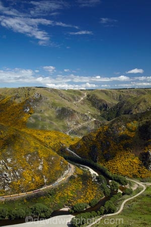 Bloom;carriage;carriages;common-gorse;country;countryside;Dunedin;excursion;furze;gorse;gorse-flower;gorse-flowers;Gorse-in-Flower;heritage;Hindon;invasive-plant-species;N.Z.;New-Zealand;noxious-plant;noxious-plants;noxious-weed;noxious-weeds;NZ;old;Otago;Passenger-Train;Passenger-Trains;rail;railroad;railroads;rails;railway;railways;river;rivers;rural;S.I.;season;seasonal;seasons;SI;South-Is;South-Is.;South-Island;spring;spring-time;spring_time;springtime;Sth-Is;Taieri;Taieri-Gorge;Taieri-Gorge-Excursion-Train;Taieri-Gorge-Train;Taieri-River;tourism;train;trains;transport;transportation;travel;Ulex-europaeus;weed;weeds;whin;yellow;yellow-flower;yellow-flowers