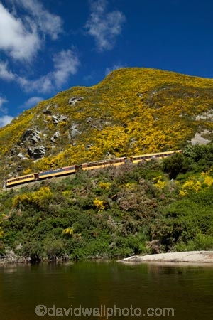 Bloom;carriage;carriages;common-gorse;country;countryside;Dunedin;excursion;furze;gorse;gorse-flower;gorse-flowers;Gorse-in-Flower;heritage;Hindon;invasive-plant-species;N.Z.;New-Zealand;noxious-plant;noxious-plants;noxious-weed;noxious-weeds;NZ;old;Otago;Passenger-Train;Passenger-Trains;rail;railroad;railroads;rails;railway;railways;river;rivers;rural;S.I.;season;seasonal;seasons;SI;South-Is;South-Is.;South-Island;spring;spring-time;spring_time;springtime;Sth-Is;Taieri;Taieri-Gorge;Taieri-Gorge-Excursion-Train;Taieri-Gorge-Train;Taieri-River;tourism;train;trains;transport;transportation;travel;Ulex-europaeus;weed;weeds;whin;yellow;yellow-flower;yellow-flowers