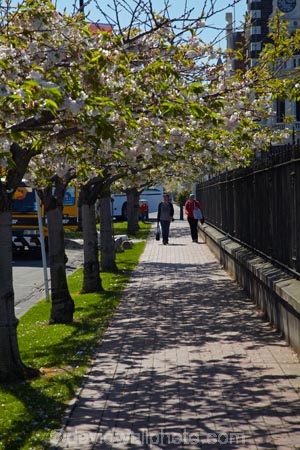 blossom;blossoms;Dunedin;footpath;footpaths;N.Z.;New-Zealand;NZ;Otago;path;paths;S.I.;season;seasonal;seasons;SI;sidewalk;sidewalks;South-Is;South-Is.;South-Island;spring;spring-time;spring_time;springtime;Sth-Is