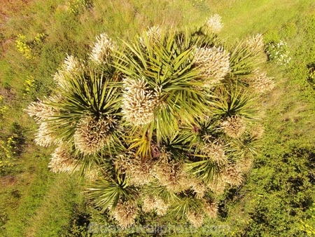 aerial;Aerial-drone;Aerial-drones;aerial-image;aerial-images;aerial-photo;aerial-photograph;aerial-photographs;aerial-photography;aerial-photos;aerial-view;aerial-views;aerials;Cabbage-Tree;Cordyline-australis;Drone;Drones;Dunedin;flower;flowers;Historic-Maori-Pa-Site;Mapoutahi;N.Z.;native-tree;native-trees;natives;New-Zealand;NZ;Otago;plant;plants;Purakanui-Bay;Quadcopter;Quadcopters;S.I.;SI;South-Is;South-Island;Sth-Is;U.A.V.;UAV;UAVs;Unmanned-aerial-vehicle