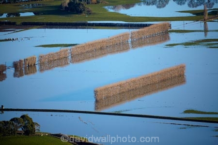 agricultural;agriculture;Allanton;bad-weather;country;countryside;crop;crops;deluge;Dunedin;extreme-weather;farm;farming;farmland;farms;field;fields;flood;flood-water;flood-waters;flooded-Taieri-River;flooding;floods;floodwater;floodwaters;high-water;horticulture;inundate;meadow;meadows;Mosgiel;N.Z.;New-Zealand;NZ;on-flood;Otago;paddock;paddocks;pasture;pastures;river;rivers;rural;S.I.;shelter-belt;shelter-belts;shelter_belt;shelter_belts;shelterbelt;shelterbelts;SI;South-Is;South-Is.;South-Island;Sth-Is;swollen-river;Taieri;Taieri-Plain;Taieri-Plains;Taieri-River;Taieri-River-in-flood;water;weather;wet;wind-break;wind-breaks;wind_break;wind_breaks;windbreak;windbreaks;winter;wintery