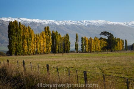 agricultural;agriculture;autuminal;autumn;autumn-colour;autumn-colours;autumnal;color;colors;colour;colours;country;countryside;crop;crops;deciduous;Dunedin;fall;farm;farming;farmland;farms;fence;fence-line;fence-lines;fence_line;fence_lines;fenceline;fencelines;fences;field;fields;gold;golden;horticulture;leaf;leaves;meadow;meadows;N.Z.;New-Zealand;NZ;Otago;paddock;paddocks;pasture;pastures;poplar-tree;poplar-trees;range;ranges;Rock-amp;-Pillar-Range;Rock-and-Pillar-Range;rural;season;seasonal;seasons;South-Is;South-Island;Sth-Is;Strath-Taieri;Sutton;tree;trees;yellow