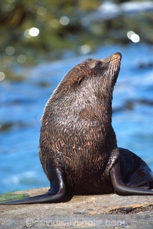 pointy-nose;whiskers;fur;snout;external-ears;acquatic;coastline;water;sea;ocean;marine;marine;mammal;new-zealand;native;wildlife;natural-history;otago-coast;seals;natural;nature;mammals;wildlife;Arctocephalus-forsteri-