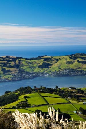 agricultural;agriculture;Austroderia;country;countryside;Dunedin;farm;farming;farmland;farms;field;fields;Martins-Hill;meadow;meadows;N.Z.;New-Zealand;NZ;Otago;Otago-Harbor;Otago-Harbour;Otago-Peninsula;paddock;paddocks;pasture;pastures;rural;shelter-belt;shelter-belts;shelter_belt;shelter_belts;shelterbelt;shelterbelts;South-Is;South-Island;Sth-Is;toetoe;toetoe-grass;toitoi;toitoi-grass;Upper-Junction;wind-break;wind-breaks;wind_break;wind_breaks;windbreak;windbreaks
