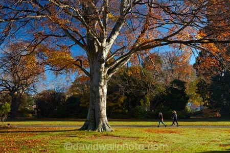 autuminal;autumn;autumn-colour;autumn-colours;autumn-tree;autumn-trees;autumnal;Botanic-Garden;Botanic-Gardens;Botanical-Garden;Botanical-Gardens;city-garden;city-gardens;color;colors;colour;colours;council-garden;council-gardens;deciduous;Dunedin;Dunedin-Botanic-Garden;Dunedin-Botanic-Gardens;Dunedin-Botanical-Garden;Dunedin-Botanical-Gardens;Dunedin-Gardens;fall;garden;gardens;leaf;leaves;N.Z.;New-Zealand;North-Dunedin;NZ;Otago;plant;plants;S.I.;season;seasonal;seasons;SI;South-Is;South-Is.;South-Island;Sth-Is;tree;trees