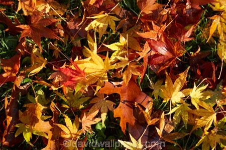 autuminal;autumn;autumn-colour;autumn-colours;autumn-tree;autumn-trees;autumnal;Botanic-Garden;Botanic-Gardens;Botanical-Garden;Botanical-Gardens;city-garden;city-gardens;color;colors;colour;colours;council-garden;council-gardens;deciduous;Dunedin;Dunedin-Botanic-Garden;Dunedin-Botanic-Gardens;Dunedin-Botanical-Garden;Dunedin-Botanical-Gardens;Dunedin-Gardens;fall;garden;gardens;leaf;leaves;Maple;maple-leaf;maple-leaves;N.Z.;New-Zealand;North-Dunedin;NZ;Otago;plant;plants;S.I.;season;seasonal;seasons;SI;South-Is;South-Is.;South-Island;Sth-Is;tree;trees