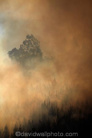Burnside;Dunedin;fire;fires;forest-fire;forest-fires;N.Z.;New-Zealand;NZ;Otago;S.I.;SI;smoke;smokey;South-Is;South-Island;Sth-Is