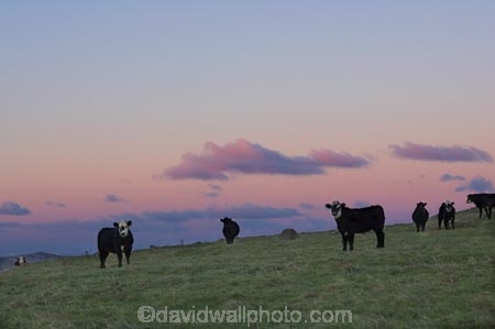 agricultural;agriculture;calve;calves;cattle;country;countryside;cow;cows;Dunedin;dusk;evening;farm;farming;farmland;farms;field;fields;meadow;meadows;N.Z.;New-Zealand;nightfall;NZ;Otago-Peninsula;paddock;paddocks;pasture;pastures;pink;rural;S.I.;Sandy-Mount;Sandymount;SI;sky;South-Is.;South-Island;sunset;sunsets;twilight