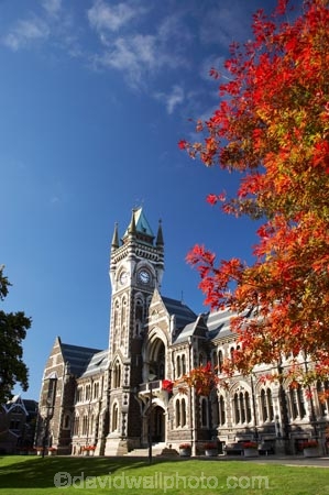 autuminal;autumn;autumn-colour;autumn-colours;autumnal;building;buildings;clock-tower;clock_tower;color;colors;colour;colours;deciduous;Dunedin;fall;heritage;historic;historic-building;historic-buildings;historical;historical-building;historical-buildings;history;leaf;leaves;N.Z.;New-Zealand;NZ;oak-leaf;oak-leaves;oak-tree;oak-trees;oaks;old;Otago-University;pin-oak;pin-oaks;registry-building;S.I.;season;seasonal;seasons;SI;South-Is.;South-Island;tradition;traditional;tree;trees;University-of-Otago