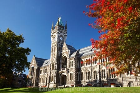 autuminal;autumn;autumn-colour;autumn-colours;autumnal;building;buildings;clock-tower;clock_tower;color;colors;colour;colours;deciduous;Dunedin;fall;heritage;historic;historic-building;historic-buildings;historical;historical-building;historical-buildings;history;leaf;leaves;N.Z.;New-Zealand;NZ;oak-leaf;oak-leaves;oak-tree;oak-trees;oaks;old;Otago-University;pin-oak;pin-oaks;registry-building;S.I.;season;seasonal;seasons;SI;South-Is.;South-Island;tradition;traditional;tree;trees;University-of-Otago