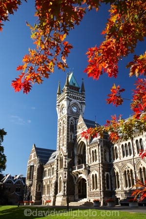 autuminal;autumn;autumn-colour;autumn-colours;autumnal;building;buildings;clock-tower;clock_tower;color;colors;colour;colours;deciduous;Dunedin;fall;heritage;historic;historic-building;historic-buildings;historical;historical-building;historical-buildings;history;leaf;leaves;N.Z.;New-Zealand;NZ;oak-leaf;oak-leaves;oak-tree;oak-trees;oaks;old;Otago-University;pin-oak;pin-oaks;registry-building;S.I.;season;seasonal;seasons;SI;South-Is.;South-Island;tradition;traditional;tree;trees;University-of-Otago