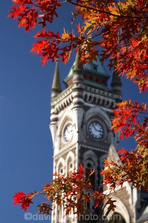 autuminal;autumn;autumn-colour;autumn-colours;autumnal;building;buildings;clock-tower;clock_tower;color;colors;colour;colours;deciduous;Dunedin;fall;heritage;historic;historic-building;historic-buildings;historical;historical-building;historical-buildings;history;leaf;leaves;N.Z.;New-Zealand;NZ;oak-leaf;oak-leaves;oak-tree;oak-trees;oaks;old;Otago-University;pin-oak;pin-oaks;registry-building;S.I.;season;seasonal;seasons;SI;South-Is.;South-Island;tradition;traditional;tree;trees;University-of-Otago