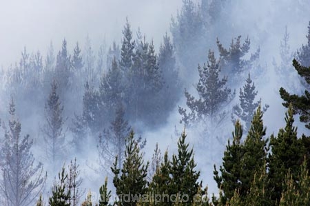 emergency;fire;fire-fighters;fire-fighting;fire_fighting;firefighting;fires;Forest-Fire;Forest-Fires;pine;pine-forest;pine-forests;pine-tree;pine-trees;pines;smoke;smokey