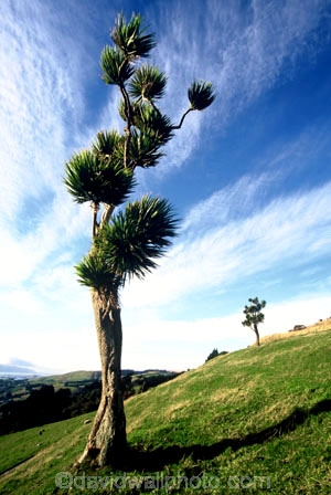 branch;branches;cultural-icon;evergreen;flora;flower;flowers;green;icon;leaves;N.Z.;native;native-new-zealand;nature;new-zealand;NZ;palm;palm-tree;S.I.;SI;South-Island;spear_like;spears;spike;spikes;spikey;ti-kouka;tree;trunk;vertical