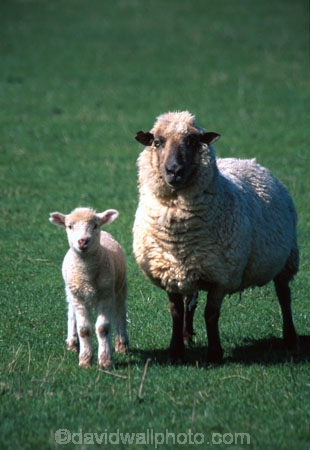 baby;cute;farm;farming;field;fields;fluffy;generation;generations;genetic;genetics;grass;green;lambs;meadow;meadows;mother;new;paddock;paddocks;pastoral;pasture;pastures;spring;white;wool;woolly;wooly;young