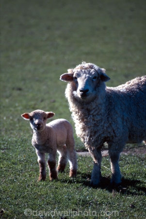 baby;cute;farm;farming;field;fields;fluffy;generation;generations;genetic;genetics;grass;green;lambs;meadow;meadows;mother;new;paddock;paddocks;pastoral;pasture;pastures;spring;white;wool;woolly;wooly;young