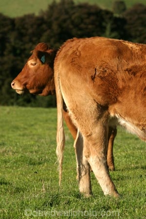 agricultural;agriculture;animal;animals;beef;bottom;brown;brown-cow;brown-cows;calves;cattle;country;countryside;cow;cows;farm;farming;farmland;farms;field;fields;funny;fur;grass;grassy;Herbivore;Herbivores;Herbivorous;hilarious;humor;humorous;humour;humourous;Livestock;mammal;mammals;meadow;meadows;new-zealand;paddock;paddocks;pasture;pastures;rural;south-island;stock;taieri