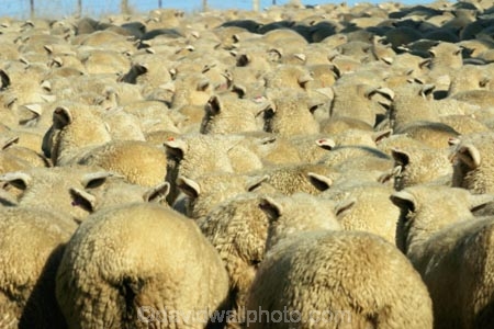 agriculture;Animal;Animals;Countryside;Crowd;Crowded;Crowds;Daytime;drove;droving;farm;Farm-animals;farming;farms;flock;flocks;Herbivore;Herbivores;Herbivorous;herd;herds;Livestock;Mammal;Mammals;Mass;mob;muster;mustering;Outdoor;Outdoors;Outside;Rural;Sheep;wool;woolly;wooly