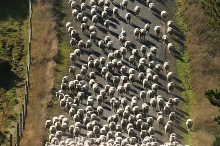agriculture;Animal;Animals;Countryside;Crowd;Crowded;Crowds;Daytime;drove;droving;farm;Farm-animals;farming;farms;flock;flocks;Herbivore;Herbivores;Herbivorous;herd;herds;Livestock;Mammal;Mammals;Mass;mob;muster;mustering;Outdoor;Outdoors;Outside;Rural;Sheep;wool;woolly;wooly