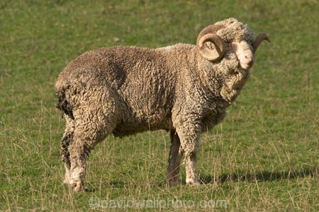 agriculture;Animal;Animals;Countryside;Daytime;face;farm;Farm-animals;farming;farmland;farms;field;fields;Herbivore;Herbivores;Herbivorous;horn;horns;Livestock;Mammal;Mammals;marino;meadow;meadows;Outdoor;Outdoors;Outside;paddock;paddocks;pasture;pastures;Rural;Sheep;wool;woolly;wooly
