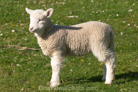 agricultural;agriculture;Animal;Animals;babies;baby;country;countryside;crop;crops;cute;Daytime;Dunedin;farm;Farm-animals;farming;farmland;farms;field;fields;fluffy;generation;generations;genetic;genetics;grass;grassy;green;Herbivore;Herbivores;Herbivorous;horticulture;lamb;lambs;Livestock;Mammal;Mammals;meadow;meadows;mother;mothers;mutton;new;New-Lamb;New-Zealand;Outdoor;Outdoors;Outside;paddock;paddocks;pastoral;pasture;pastures;rural;season;seasonal;seasons;Sheep;South-Island;spring;white;wool;woolly;wooly;young