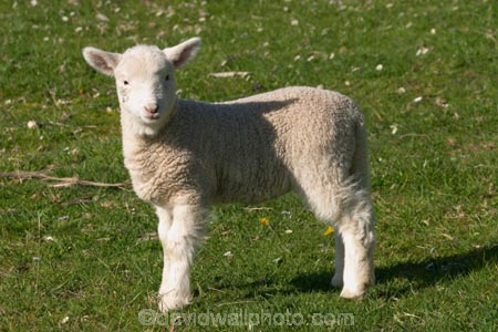 agricultural;agriculture;Animal;Animals;babies;baby;country;countryside;crop;crops;cute;Daytime;Dunedin;farm;Farm-animals;farming;farmland;farms;field;fields;fluffy;generation;generations;genetic;genetics;grass;grassy;green;Herbivore;Herbivores;Herbivorous;horticulture;lamb;lambs;Livestock;Mammal;Mammals;meadow;meadows;mother;mothers;mutton;new;New-Lamb;New-Zealand;Outdoor;Outdoors;Outside;paddock;paddocks;pastoral;pasture;pastures;rural;season;seasonal;seasons;Sheep;South-Island;spring;white;wool;woolly;wooly;young