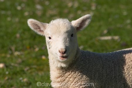 agricultural;agriculture;Animal;Animals;babies;baby;country;countryside;crop;crops;cute;Daytime;Dunedin;farm;Farm-animals;farming;farmland;farms;field;fields;fluffy;generation;generations;genetic;genetics;grass;grassy;green;Herbivore;Herbivores;Herbivorous;horticulture;lamb;lambs;Livestock;Mammal;Mammals;meadow;meadows;mother;mothers;mutton;new;New-Lamb;New-Zealand;Outdoor;Outdoors;Outside;paddock;paddocks;pastoral;pasture;pastures;rural;season;seasonal;seasons;Sheep;South-Island;spring;white;wool;woolly;wooly;young
