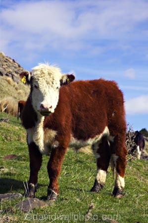 agricultural;agriculture;country;countryside;farm;farming;farmland;farms;field;fields;horticulture;meadow;meadows;paddock;paddocks;pasture;pastures;rural