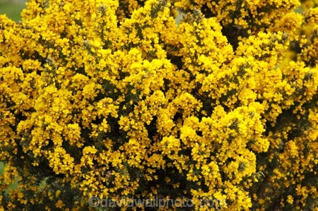 agricultural;agriculture;country;countryside;farm;farming;farmland;farms;field;fields;flower;flowers;gorse;horticulture;meadow;meadows;noxious-weed;paddock;paddocks;pasture;pastures;pest;pests;rural;weed;weeds;yellow