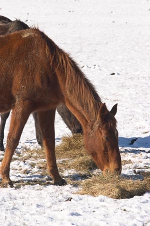 agricultural;agriculture;cold;country;countryside;Dunedin;eating;equestrian;farm;farming;farmland;farms;feed;feed-out;feed_out;field;fields;fodder;freeze;freezing;hay;horse;horses;meadow;meadows;New-Zealand;paddock;paddocks;pasture;pastures;rural;season;seasonal;seasons;snow;snowing;snowy;South-Island;Taieri-Plain;white;winter;winter-feed