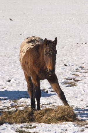 agricultural;agriculture;cold;country;countryside;Dunedin;eating;equestrian;farm;farming;farmland;farms;feed;feed-out;feed_out;field;fields;foal;foals;fodder;freeze;freezing;hay;horse;horses;meadow;meadows;New-Zealand;paddock;paddocks;pasture;pastures;ponies;pony;rural;season;seasonal;seasons;snow;snowing;snowy;South-Island;Taieri-Plain;white;winter;winter-feed
