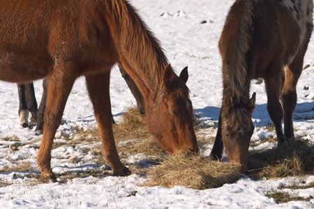 agricultural;agriculture;cold;country;countryside;Dunedin;eating;equestrian;farm;farming;farmland;farms;feed;feed-out;feed_out;field;fields;foal;foals;fodder;freeze;freezing;hay;horse;horses;meadow;meadows;New-Zealand;paddock;paddocks;pasture;pastures;ponies;pony;rural;season;seasonal;seasons;snow;snowing;snowy;South-Island;Taieri-Plain;white;winter;winter-feed
