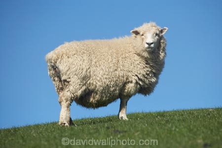 agricultural;agriculture;Animal;Animals;country;countryside;Dunedin;ewes;farm;Farm-animals;farming;farmland;farms;field;fields;grass;green;herbivore;herbivores;herbivorous;livestock;mammal;mammals;meadow;meadows;N.Z.;New-Zealand;NZ;Otago;Outdoor;Outdoors;Outside;paddock;paddocks;pasture;pastures;rural;S.I.;Sheep;SI;South-Is.;South-Island;stock;white;wool;woolly;wooly