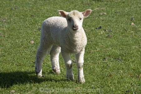 agricultural;agriculture;Animal;Animals;baby-sheep;country;countryside;Dunedin;ewes;farm;Farm-animals;farming;farmland;farms;field;fields;fresh;grass;green;grow;growth;herbivore;herbivores;herbivorous;lamb;lambs;livestock;mammal;mammals;meadow;meadows;N.Z.;New-Zealand;NZ;Otago;Outdoor;Outdoors;Outside;paddock;paddocks;pasture;pastures;renew;rural;S.I.;season;seasonal;seasons;Sheep;SI;South-Is.;South-Island;spring;springtime;stock;white;wool;woolly;wooly