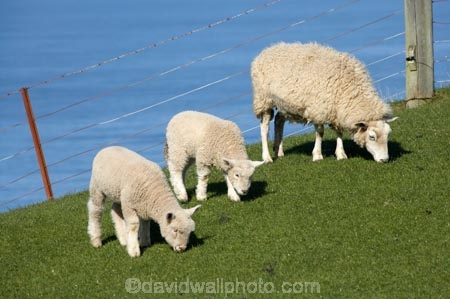 agricultural;agriculture;Animal;Animals;baby-sheep;country;countryside;Dunedin;ewes;farm;Farm-animals;farming;farmland;farms;field;fields;fresh;grass;green;grow;growth;herbivore;herbivores;herbivorous;lamb;lambs;livestock;mammal;mammals;meadow;meadows;N.Z.;New-Zealand;NZ;Otago;Outdoor;Outdoors;Outside;paddock;paddocks;pasture;pastures;renew;rural;S.I.;season;seasonal;seasons;Sheep;SI;South-Is.;South-Island;spring;springtime;stock;twin;twin-lambs;twins;white;wool;woolly;wooly