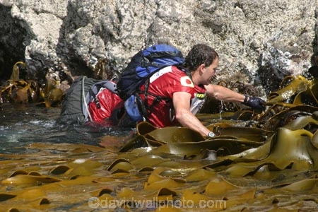 Southern-Traverse;Southern-Traverse-2003;Southern-Traverse-Adventure-Race;Dunedin;Otago;New-Zealand;Team-Omnigraphics;Omnigraphics;Sponsor;Sponsored;athlete;athletes;endure;endurance;stamina;challenge;effort;marathon;long-distance;long_distance;team;teams;team-member;team-members;team_member;team_members;compete;competing;competition;competitor;competitors;race;racing;coasteering;coast;coastal;ocean;sea;water;swim;swimming;swimmer;swimmers;rock;rocky;rocks;shore;shoreline;shore-line;shore_line;seaweed;sea-weed;sea_weed;kelp;sea-kelp;bull-kelp