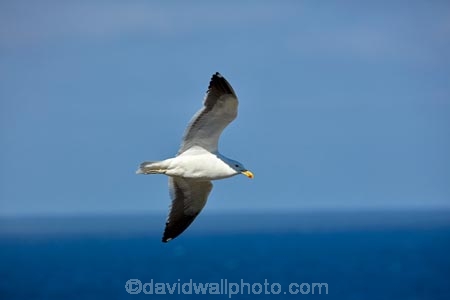 Animal;animals;aquatic-bird;aquatic-birds;avian;bird;bird-spotting;bird-watching;bird_watching;birds;Black_backed-Gull;Black_backed-Gulls;coast;coastal;coasts;Dunedin;eco-tourism;eco_tourism;ecotourism;Fauna;feather;feathers;fly;flying;gull;gulls;Karoro;Larus-dominicanus;marine;marine-bird;marine-birds;marinebird;marinebirds;N.Z.;Natural;Nature;New-Zealand;NZ;ornithology;Otago-Peninsula;pacific-ocean;S.I.;sea;sea-bird;sea-birds;seabird;seabirds;seagull;seagulls;shores;SI;south-island;water-bird;water-birds;waterbird;waterbirds;wild;wildlife