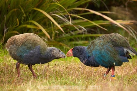 Animal;animals;avian;bird;bird-spotting;bird-watching;bird_watching;birds;chick;chicks;Dunedin;eco-tourism;eco_tourism;Ecosanctuary;ecotourism;Fauna;flightless;flightless-bird;juvenile;juveniles;N.Z.;Natural;Nature;New-Zealand;notornis;NZ;Orakanui;Orakanui-Ecosanctuary;Ornithology;Orokanui;Orokanui-Ecosanctuary;Porphyrio-hochstetteri;predator-free;reserve;S.I.;SI;South-Island;South-Island-Takahe;Takahe;Takahe-chick;Takahe-chicks;takahes;wild;wildlife;wildlife-reserve