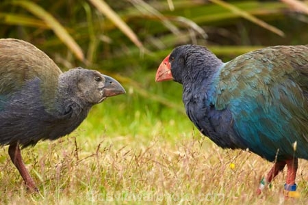 adult;Animal;animals;avian;bird;bird-spotting;bird-watching;bird_watching;birds;chick;chicks;Dunedin;eco-tourism;eco_tourism;Ecosanctuary;ecotourism;Fauna;flightless;flightless-bird;juvenile;juveniles;N.Z.;Natural;Nature;New-Zealand;notornis;NZ;Orakanui;Orakanui-Ecosanctuary;Ornithology;Orokanui;Orokanui-Ecosanctuary;Porphyrio-hochstetteri;predator-free;reserve;S.I.;SI;South-Island;South-Island-Takahe;Takahe;Takahe-chick;Takahe-chicks;takahes;wild;wildlife;wildlife-reserve