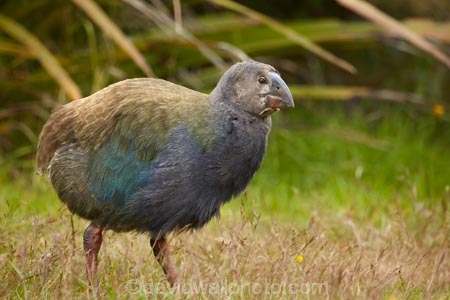 Animal;animals;avian;bird;bird-spotting;bird-watching;bird_watching;birds;chick;chicks;Dunedin;eco-tourism;eco_tourism;Ecosanctuary;ecotourism;Fauna;flightless;flightless-bird;juvenile;juveniles;N.Z.;Natural;Nature;New-Zealand;notornis;NZ;Orakanui;Orakanui-Ecosanctuary;Ornithology;Orokanui;Orokanui-Ecosanctuary;Porphyrio-hochstetteri;predator-free;reserve;S.I.;SI;South-Island;South-Island-Takahe;Takahe;Takahe-chick;Takahe-chicks;takahes;wild;wildlife;wildlife-reserve