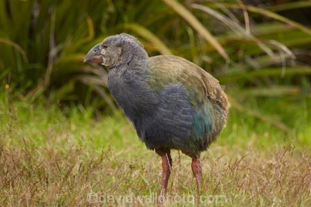Animal;animals;avian;bird;bird-spotting;bird-watching;bird_watching;birds;chick;chicks;Dunedin;eco-tourism;eco_tourism;Ecosanctuary;ecotourism;Fauna;flightless;flightless-bird;juvenile;juveniles;N.Z.;Natural;Nature;New-Zealand;notornis;NZ;Orakanui;Orakanui-Ecosanctuary;Ornithology;Orokanui;Orokanui-Ecosanctuary;Porphyrio-hochstetteri;predator-free;reserve;S.I.;SI;South-Island;South-Island-Takahe;Takahe;Takahe-chick;Takahe-chicks;takahes;wild;wildlife;wildlife-reserve