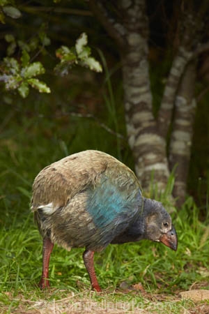 Animal;animals;avian;bird;bird-spotting;bird-watching;bird_watching;birds;chick;chicks;Dunedin;eco-tourism;eco_tourism;Ecosanctuary;ecotourism;Fauna;flightless;flightless-bird;juvenile;juveniles;N.Z.;Natural;Nature;New-Zealand;notornis;NZ;Orakanui;Orakanui-Ecosanctuary;Ornithology;Orokanui;Orokanui-Ecosanctuary;Porphyrio-hochstetteri;predator-free;reserve;S.I.;SI;South-Island;South-Island-Takahe;Takahe;Takahe-chick;Takahe-chicks;takahes;wild;wildlife;wildlife-reserve