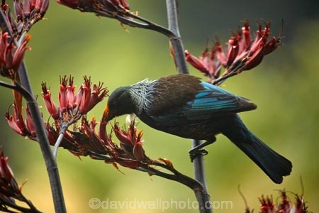 Animal;animals;avian;bird;bird-spotting;bird-watching;bird_watching;birds;birdwatching;bloom;blooming;blooms;branch;Dunedin;eco-tourism;eco_tourism;Ecosanctuary;ecotourism;Fauna;flax;Flax-Bush;flax-bushes;flax-flower;flax-flowers;flax-seed-head;flax-seeds;flower;flowers;N.I.;N.Z.;native;Natural;nature;nectar-feeder;New-Zealand;New-Zealand-flax;NI;North-Is;North-Is.;North-Island;Nth-Is;NZ;Orakanui;Orakanui-Ecosanctuary;ornithological;ornithology;Orokanui;Orokanui-Ecosanctuary;orthnological;orthnology;phormium;Phormium-tenax;predator-free;Prosthemadera-novaeseelandiae;reserve;S.I.;SI;South-Island;Tui;tuis;Wellington;wild;wildlife;wildlife-reserve;pollen