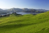 agricultural;agriculture;country;countryside;Dunedin;farm;farming;farmland;farms;field;fields;Hoopers-Inlet;meadow;meadows;N.Z.;New-Zealand;NZ;Otago;Otago-Peninsula;paddock;paddocks;pasture;pastures;rural;S.I.;SI;South-Is.;South-Island